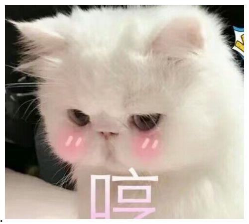 搞笑蜘蛛表情包,网罗欢乐，笑翻你的朋友圈